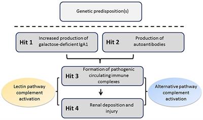 The Emerging Role of Complement Proteins as a Target for Therapy of <mark class="highlighted">IgA Nephropathy</mark>